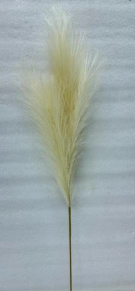 Pampa Grass AF x1